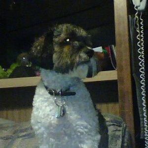 Meet your Posher, Susan